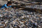 IKAN KERING