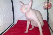 Kompetisi Kucing Hias