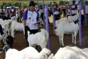 KONTES KAMBING ETAWA