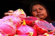 Buah Naga/Foto Joko Sulistyo