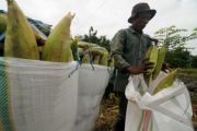 Jagung Manis