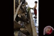 HARGA SAPI NAIK