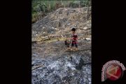 BUKA LAHAN PERKEBUNAN BARU