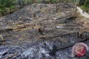 BUKA LAHAN PERKEBUNAN BARU