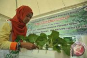 Komunitas Berkebun