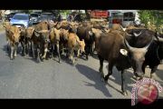 PERMINTAAN SAPI MENINGKAT