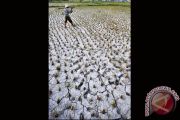 SAWAH KERING