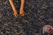  IKAN KERING