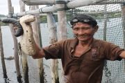 Budidaya Tripang/Evy R Syamsir