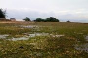 Padang Lamun/Evy R. Syamsir