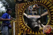 Kementan perkuat perlindungan ternak babi di Toraja Utara