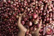 HARGA BAWANG NAIK