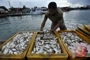 HARGA IKAN NAIK