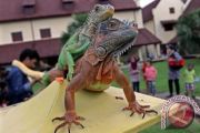 SOSIALISASI HEWAN REPTIL