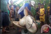Ikan Tapah 40 Kg