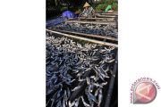 IKAN KERING