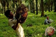 PRODUKSI KELAPA SAWIT SULSEL