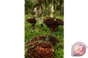 PRODUKSI KELAPA SAWIT SULSEL