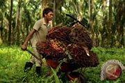 PRODUKSI KELAPA SAWIT SULSEL