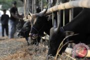 SAPI KURBAN