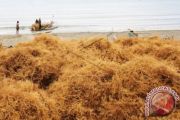 HARGA RUMPUT LAUT TURUN