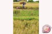 LAHAN PERSAWAHAN MENYEMPIT