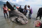 Ikan Matahari Raksasa Terdampar