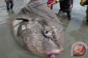 Ikan Matahari Raksasa Terdampar