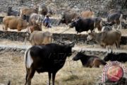 SAPI QURBAN