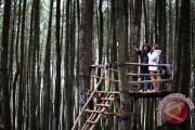 Wisata Hutan Pinus