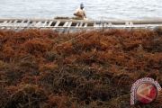 HARGA RUMPUT LAUT TURUN