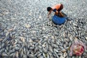 Ikan Mati Di Danau Maninjau