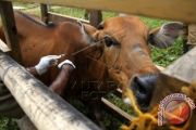 VAKSINASI ANTHRAX PADA TERNAK SAPI