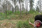 Kekeringan Pohon Cengkeh