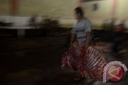 STOK DAGING SAPI SULAWESI SELATAN
