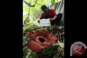 Bunga Rafflesia Arnoldi Mekar