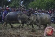 ADU KERBAU TORAJA