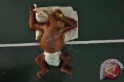 Bayi Orangutan Hasil Selundupan