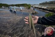 HARI MANGROVE INTERNASIONAL