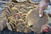BUDI DAYA MUTIARA KERANG LAUT