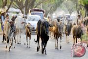 SAPI QURBAN DI MAKASSAR