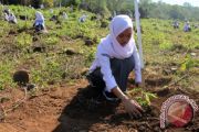 PENCANANGAN PENANAMAN BAMBU NASIONAL