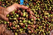 Kopi Liberika Meranti, Tumbuh Unik di Lahan Gambut Dataran Rendah