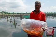 TARGET BUDIDAYA PERIKANAN SULSEL