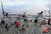 TANAM MANGROVE HUT ARMADA RI