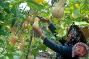 Budidaya Labu Manis Varietas Tiana