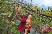 Budidaya Labu Manis Varietas Tiana