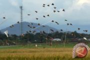 HAMA BURUNG