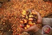 HARGA KELAPA SAWIT TURUN