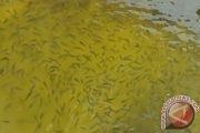 Tingkat Konsumsi Ikan di Sumsel